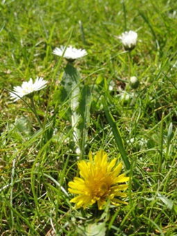 Daisies and Dandelions on the lawn