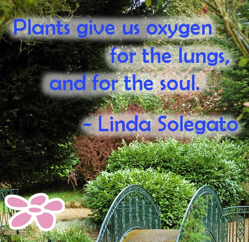Plants give us oxygen for the lungs and for the soul