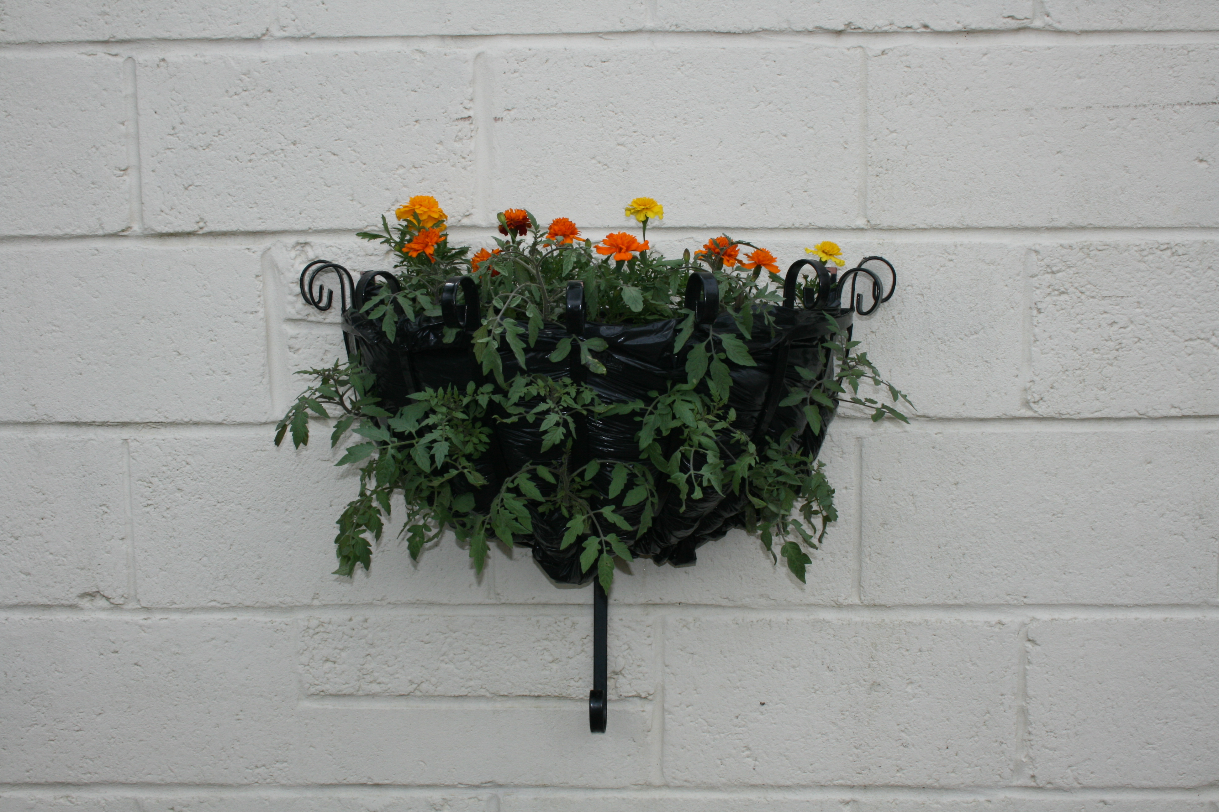 Cherrry tomatoes and marigolds in the manger