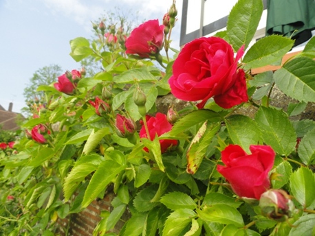 Red roses in Charlotte's garden