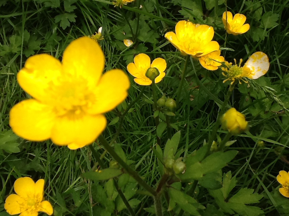 The rain has brought all the buttercups out, and lovely they look too!