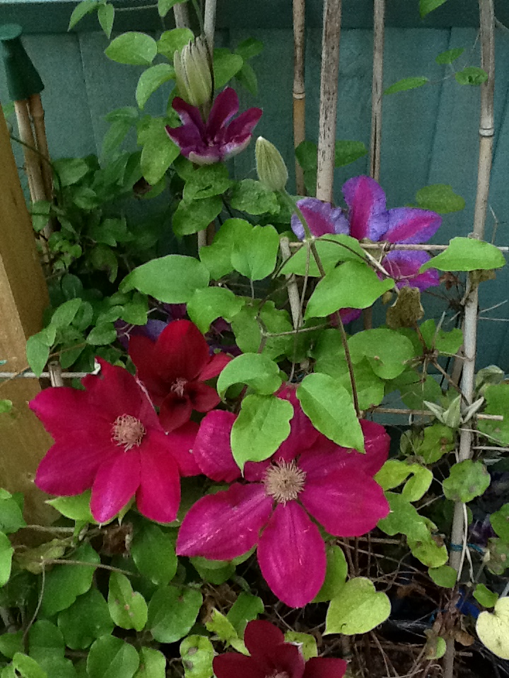 Red Clematis Blooms
