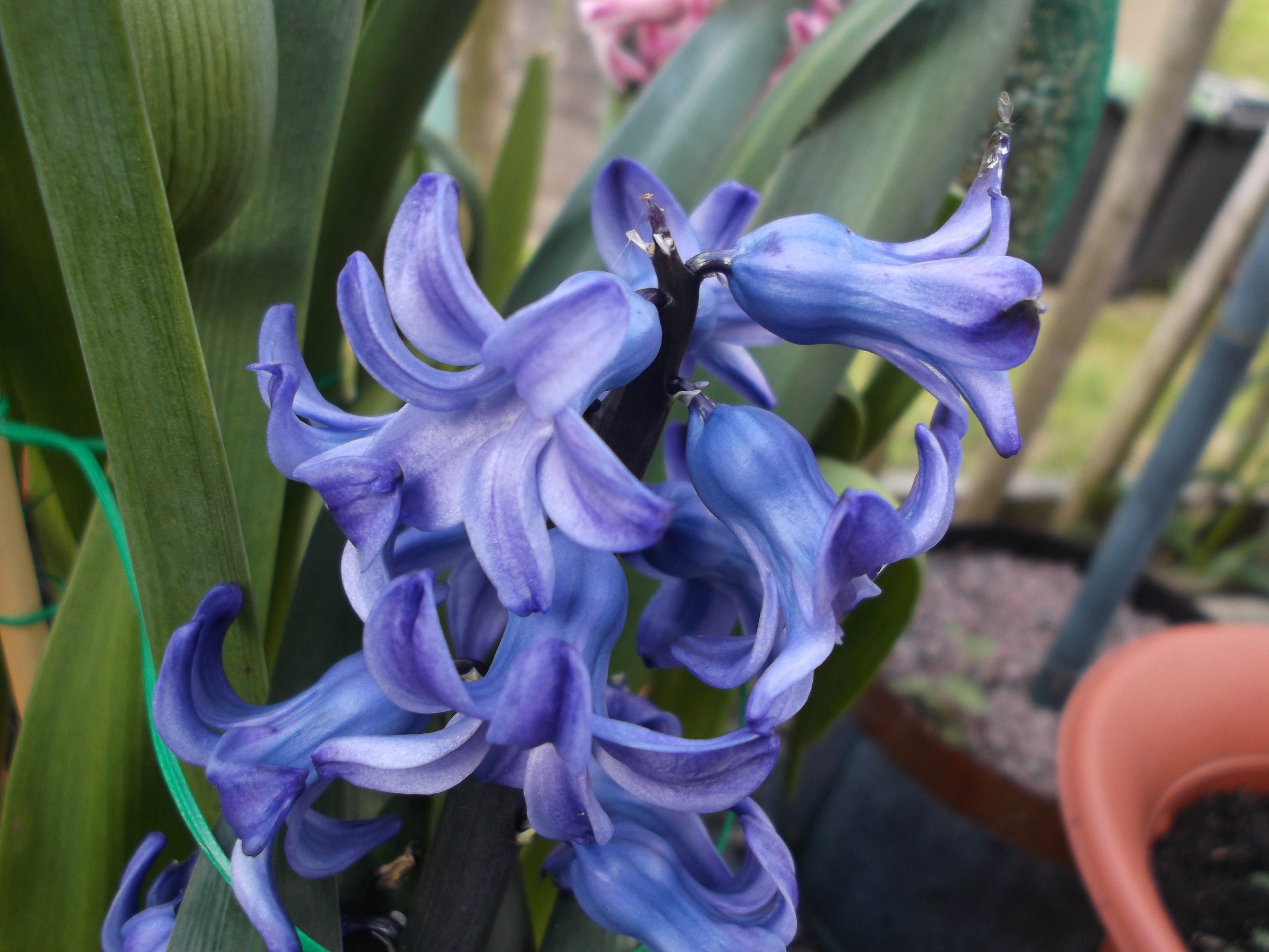 Purple hyacinths close up