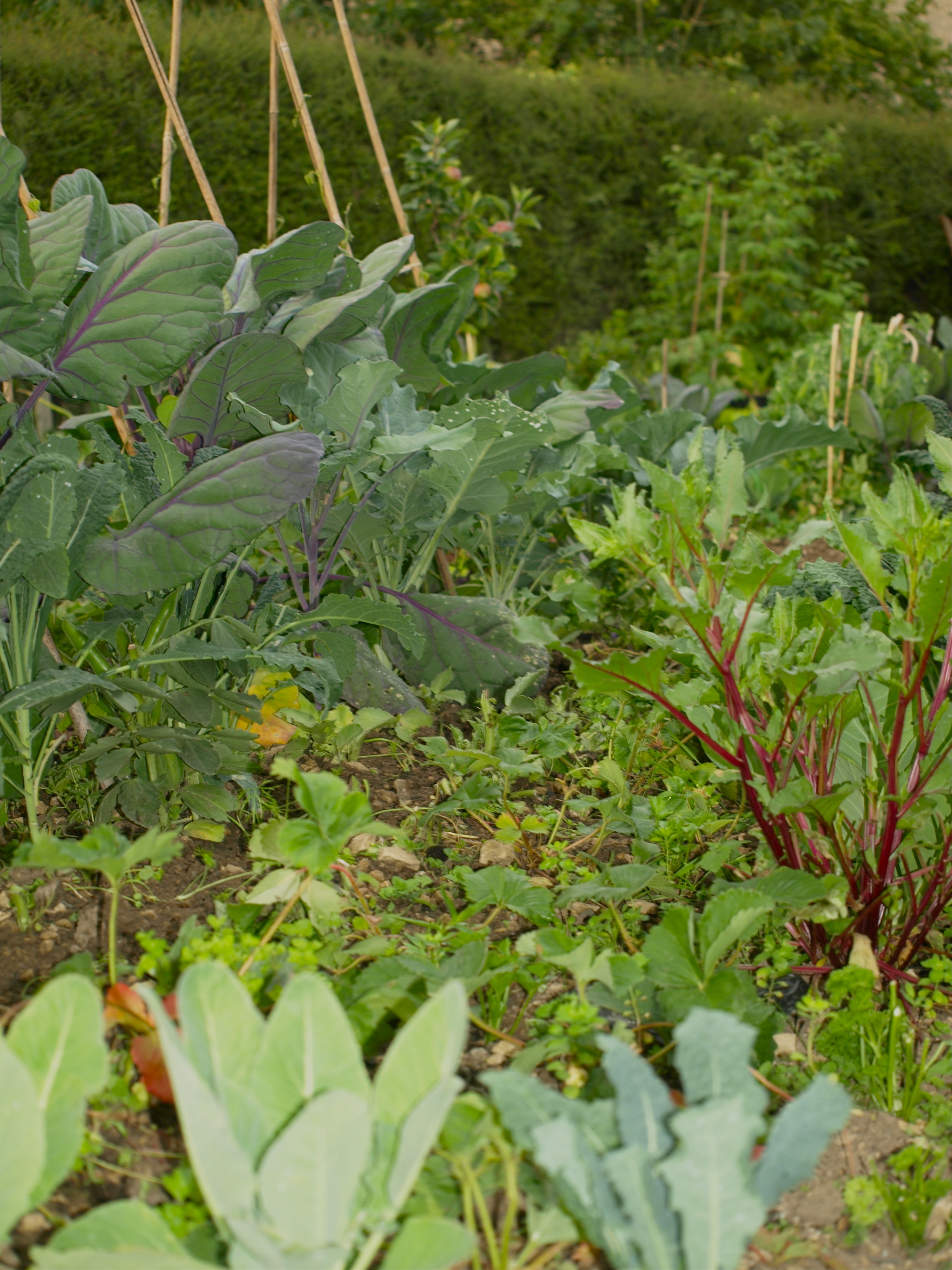 Victoria's Veg Patch with Sprouting Broccoli