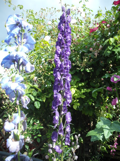 delphiniums and aconitums
