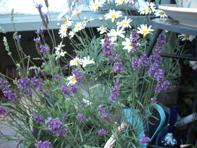 Lavender Pinnata and Lavender Munstead flowers