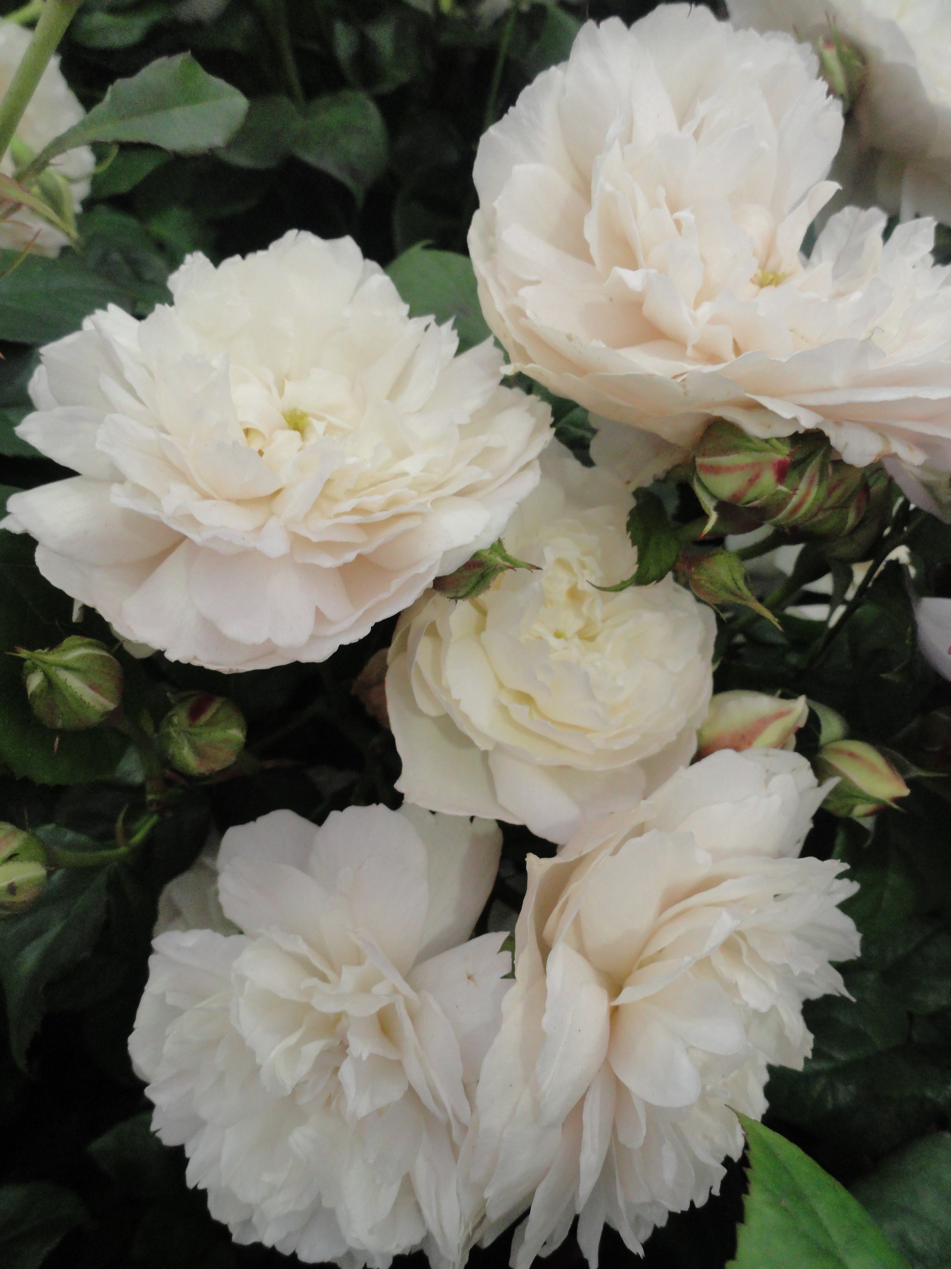 William & Catherine white roses at Hampton Court Palace Flower Show
