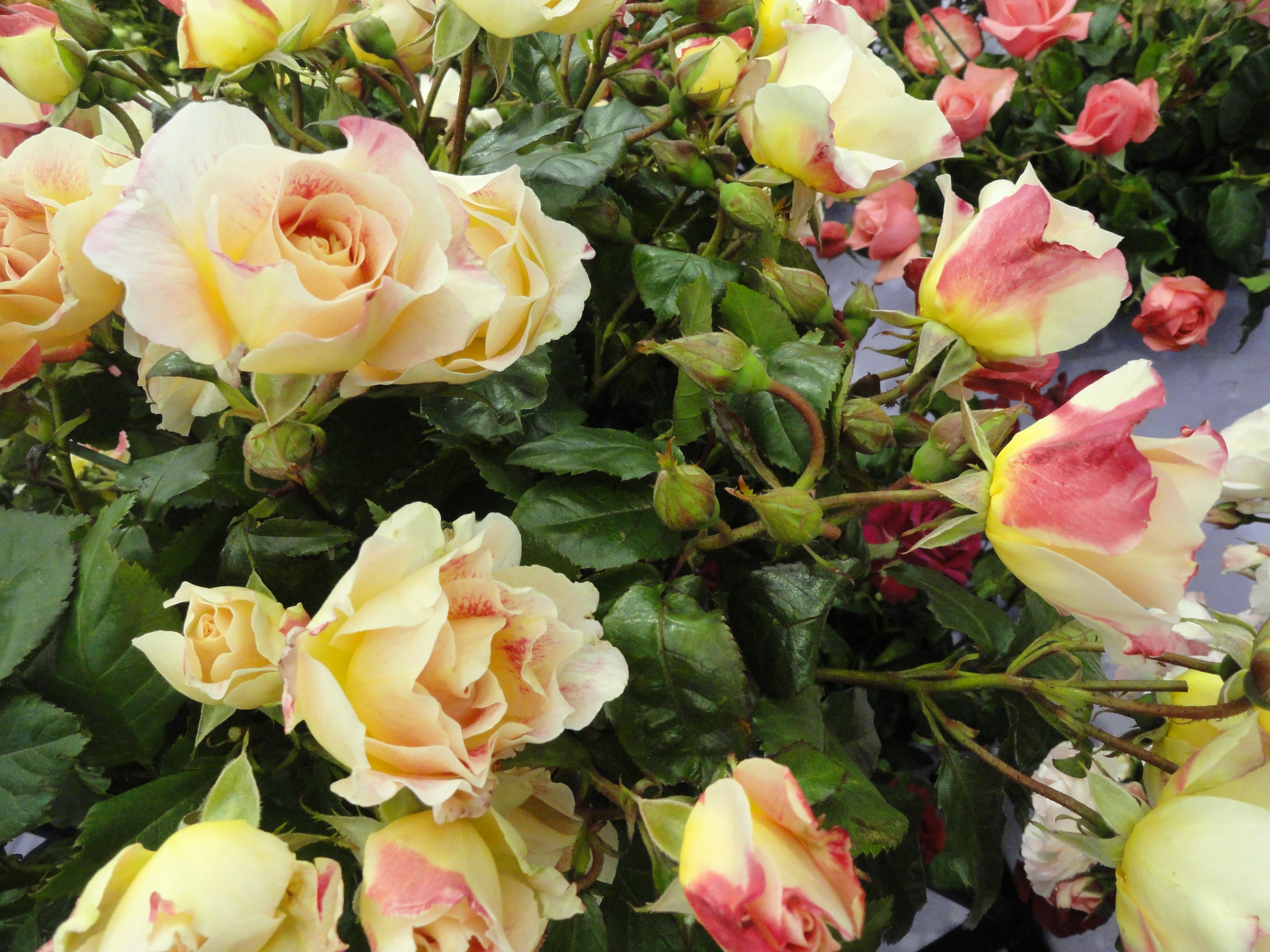 Champagne Cocktail yellow and red variegated rose