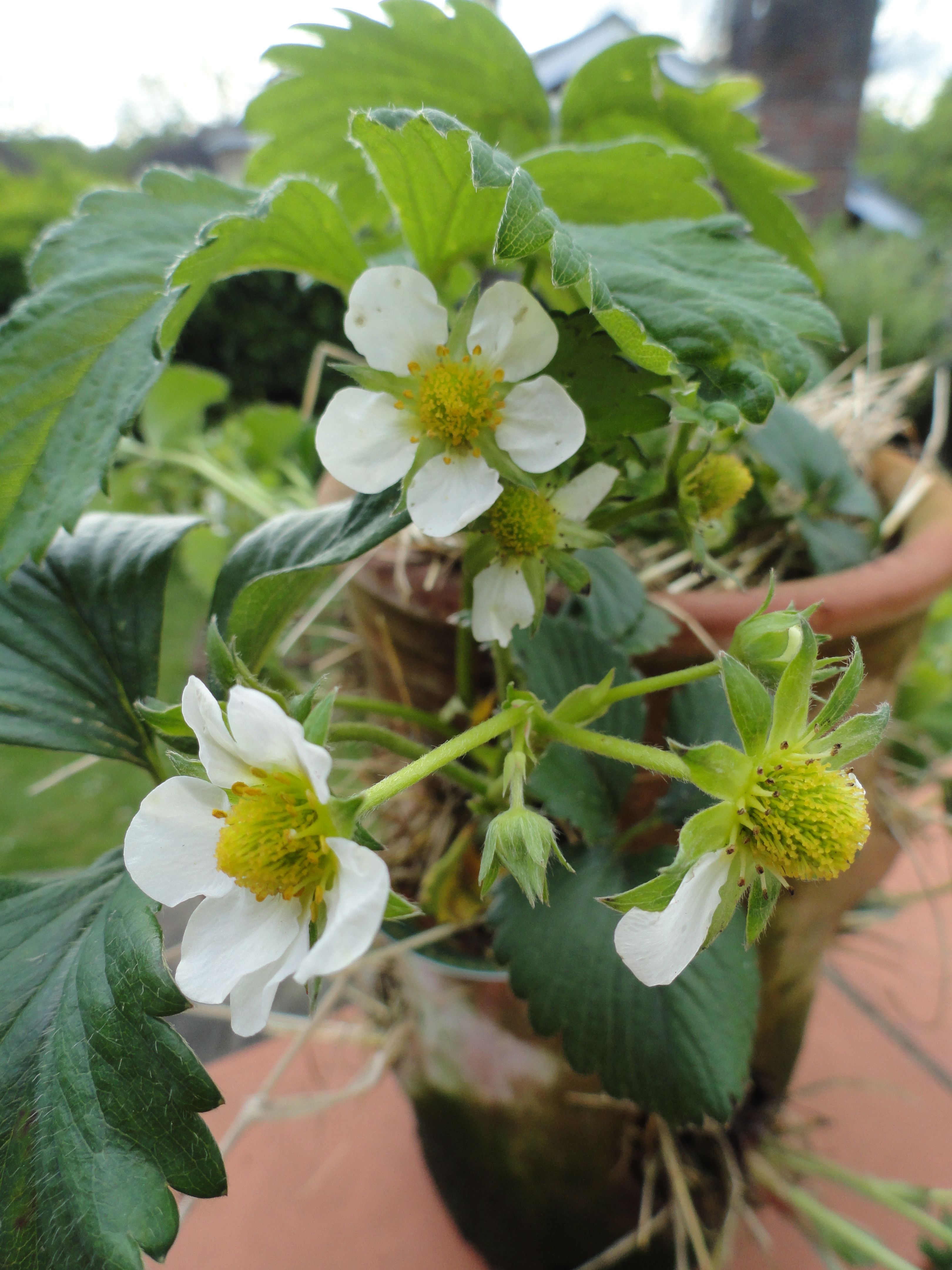 Strawberry plants in blossom