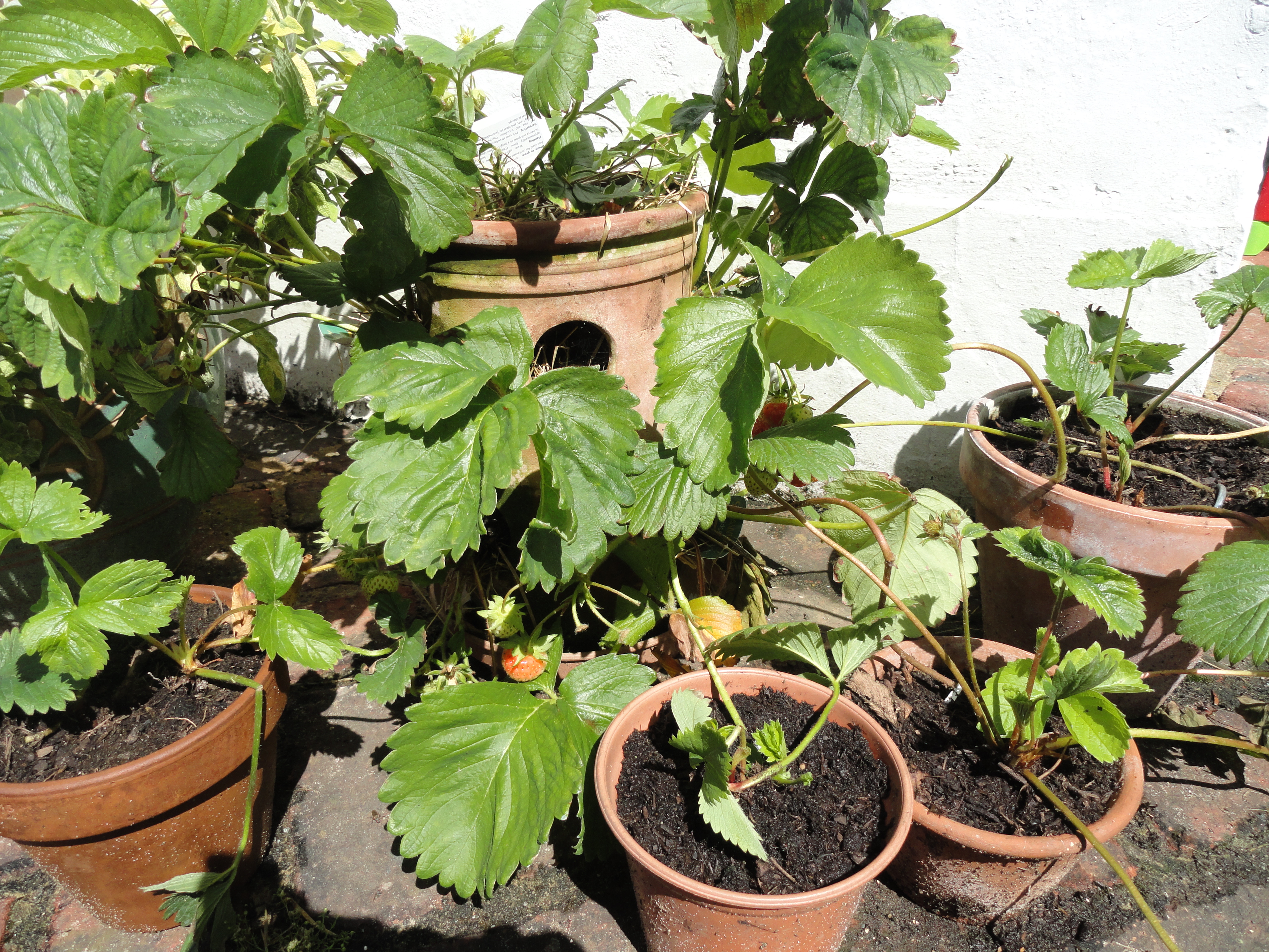 Strawberry plants in containers