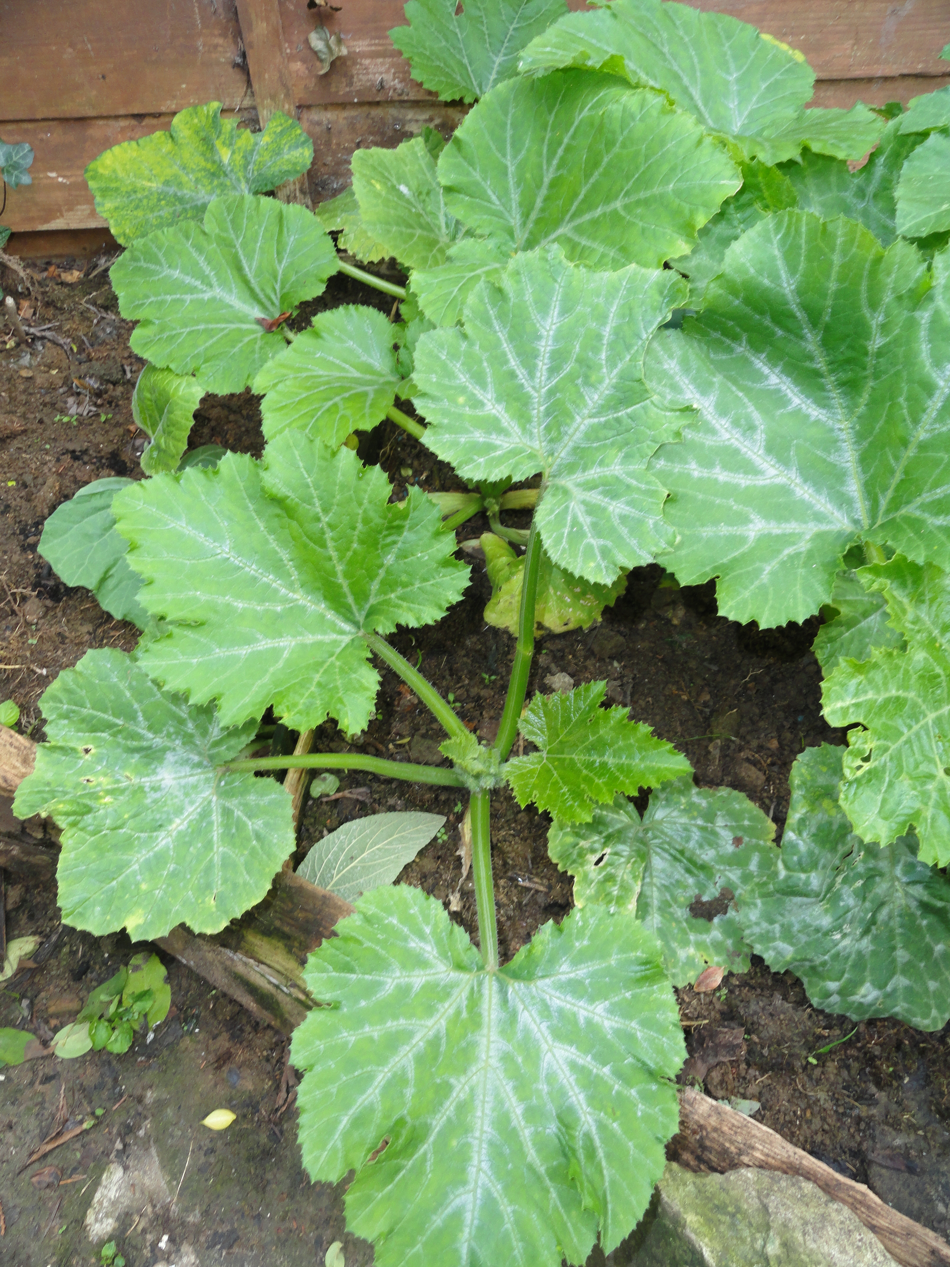 Courgettes in the veg plot
