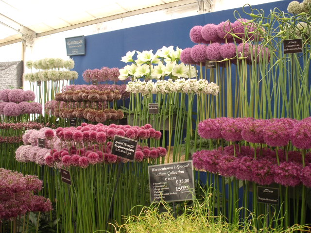 Selection of Allium flowers at Tatton Flower Show