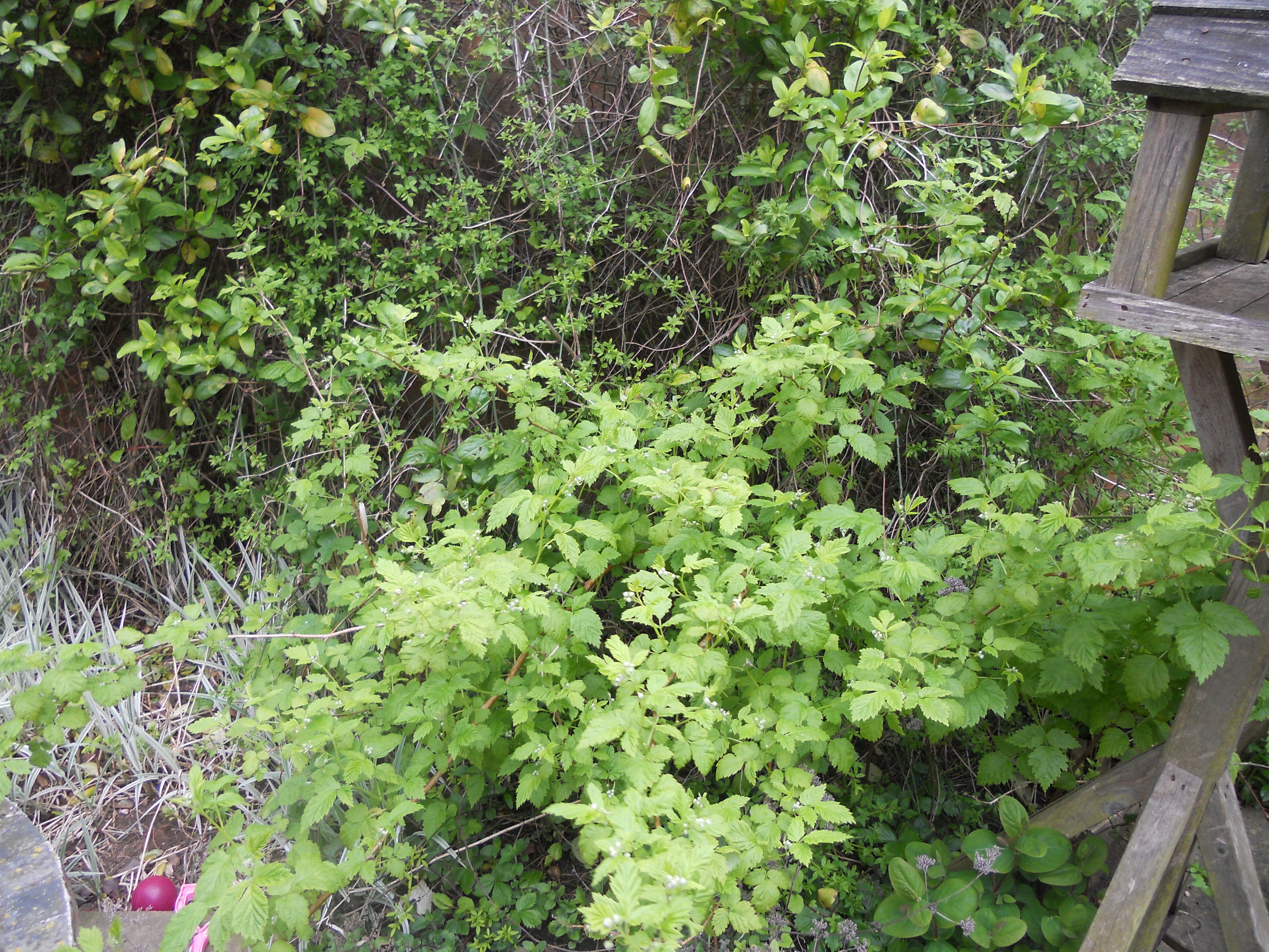 Raspberry Bush