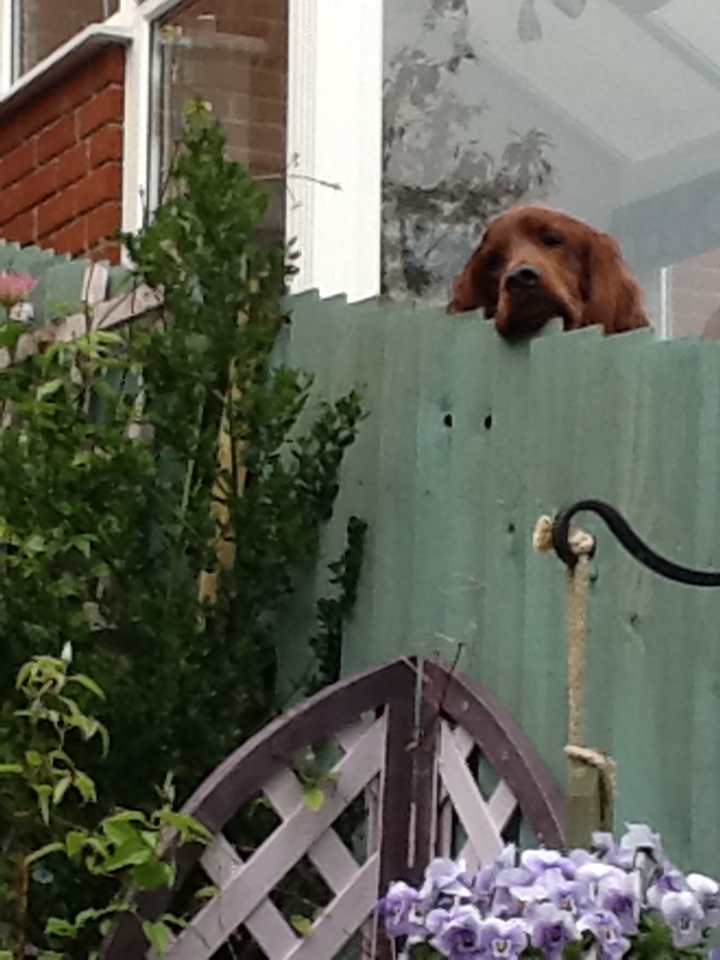 Neighbour's red setter dog
