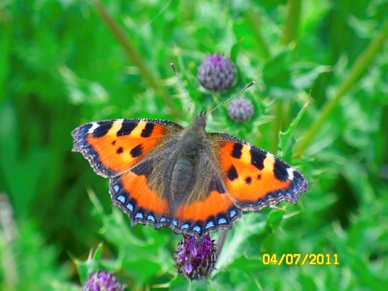 A beautiful butterfly in the garden