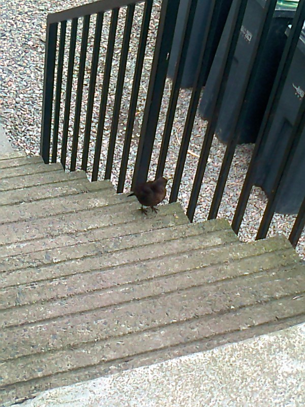 The resident blackbird in our garden