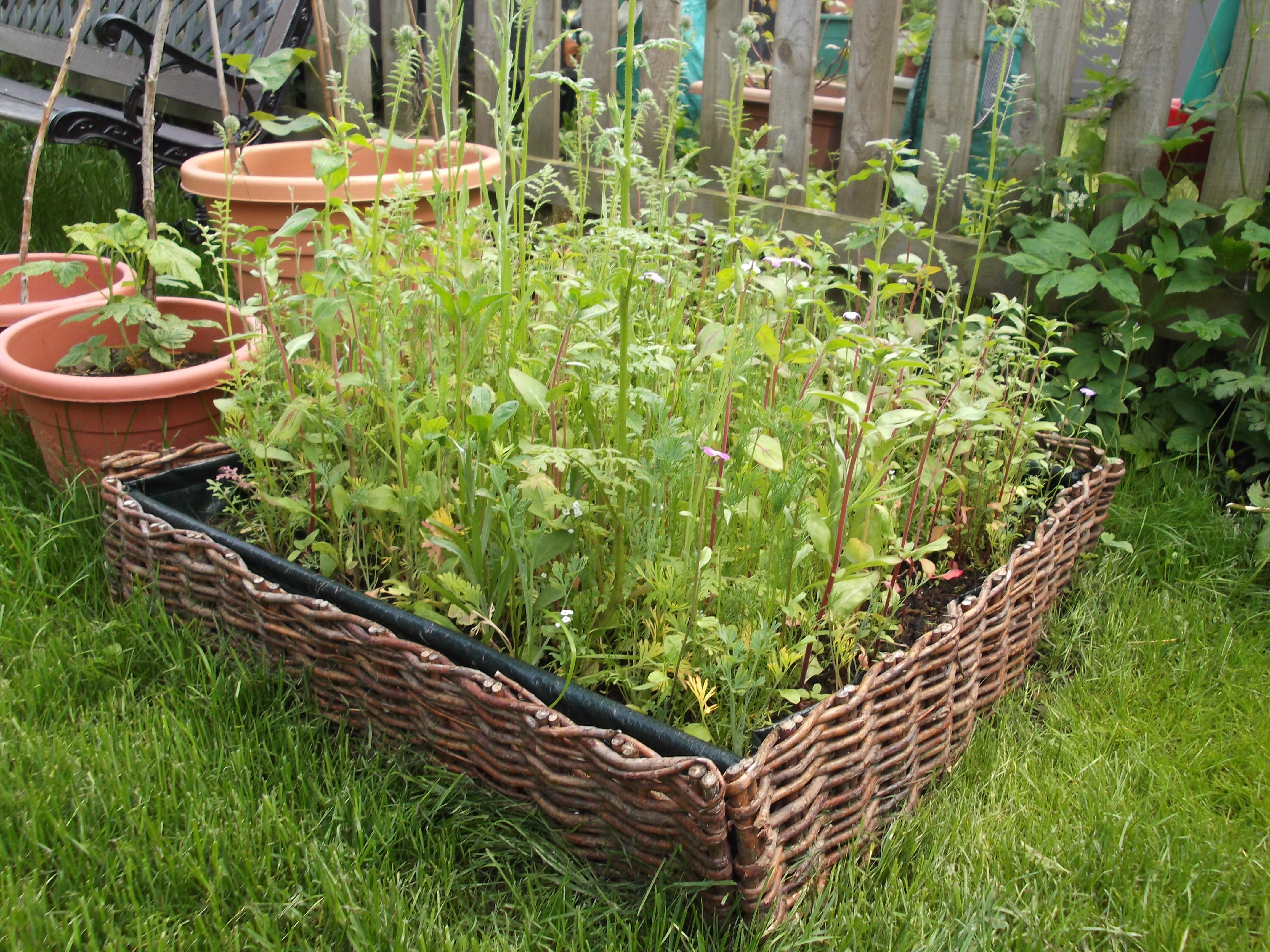 Plants growing in a willow planter