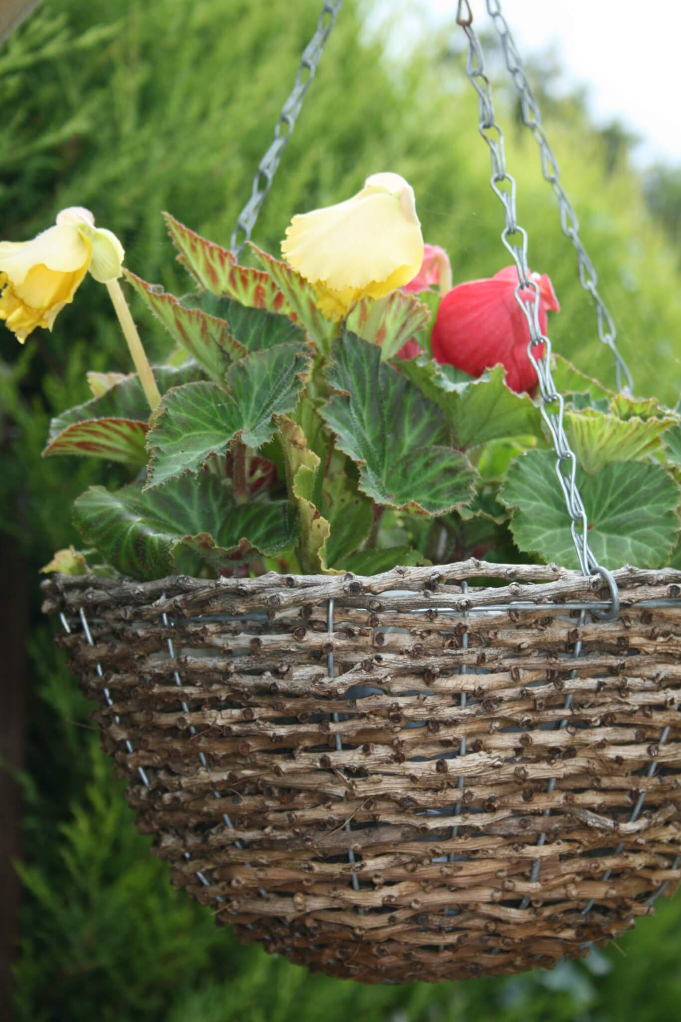 My hanging baskets of begonias