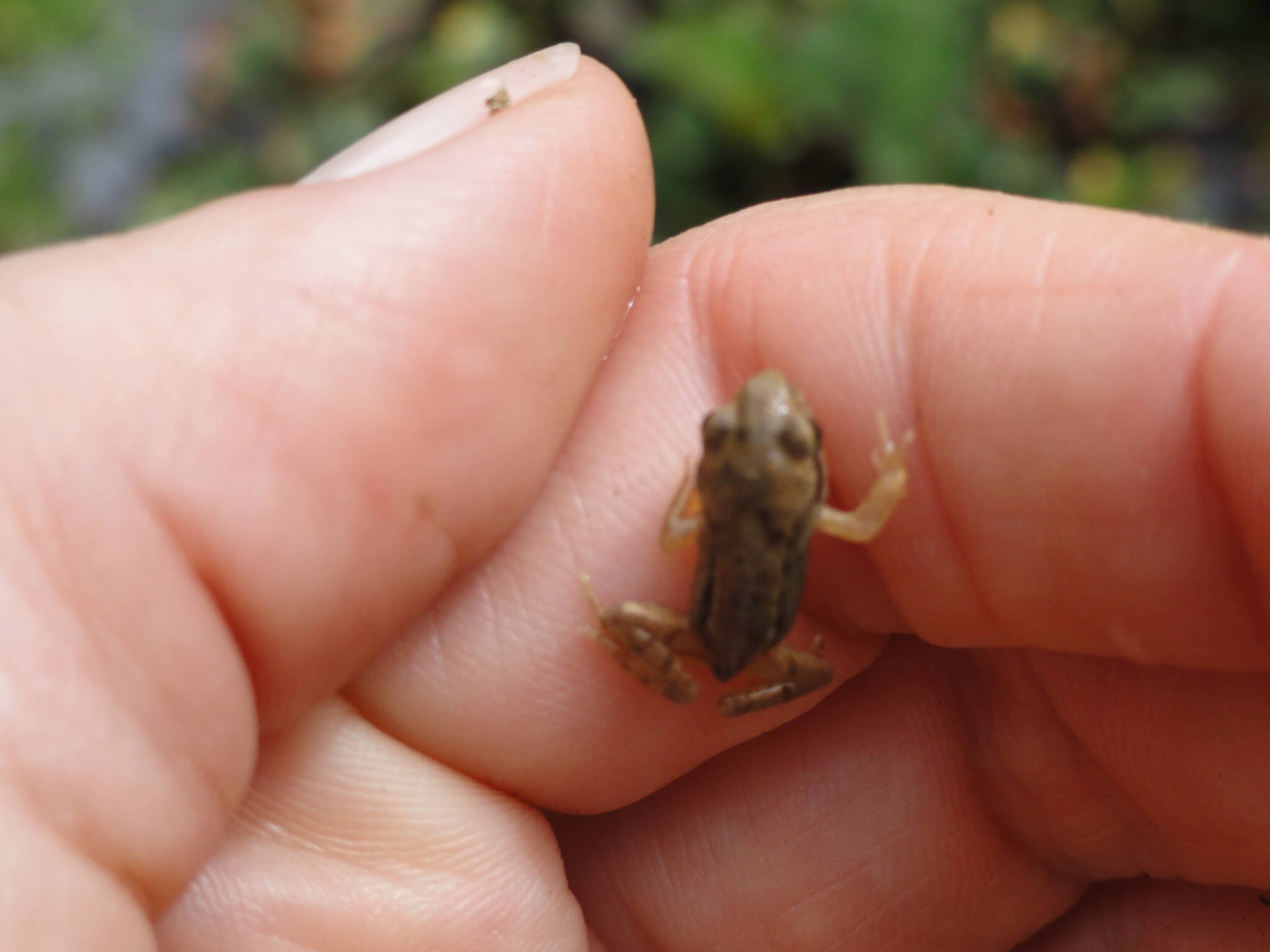 Baby frog on hand