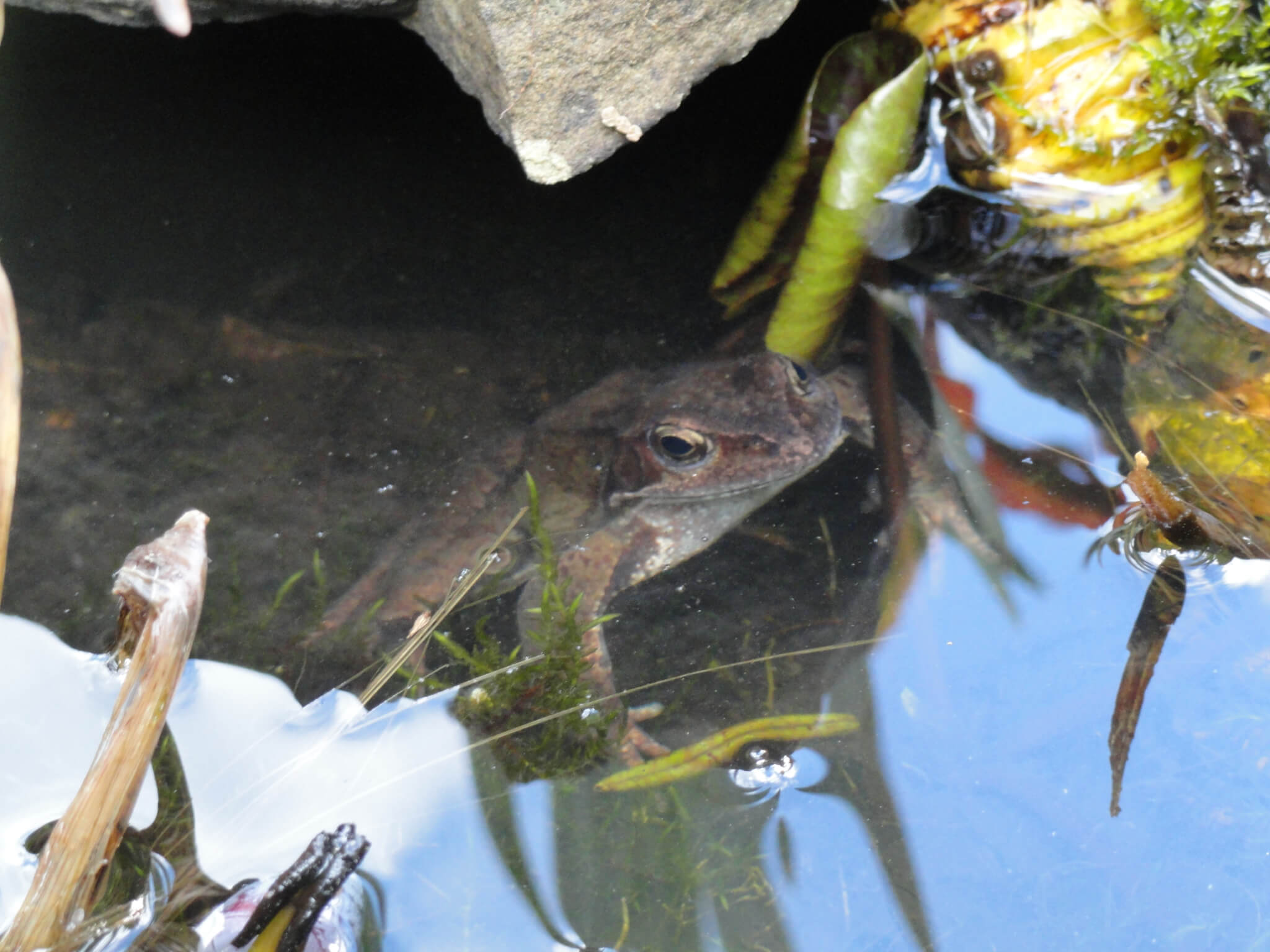 Adult Frog in Pond