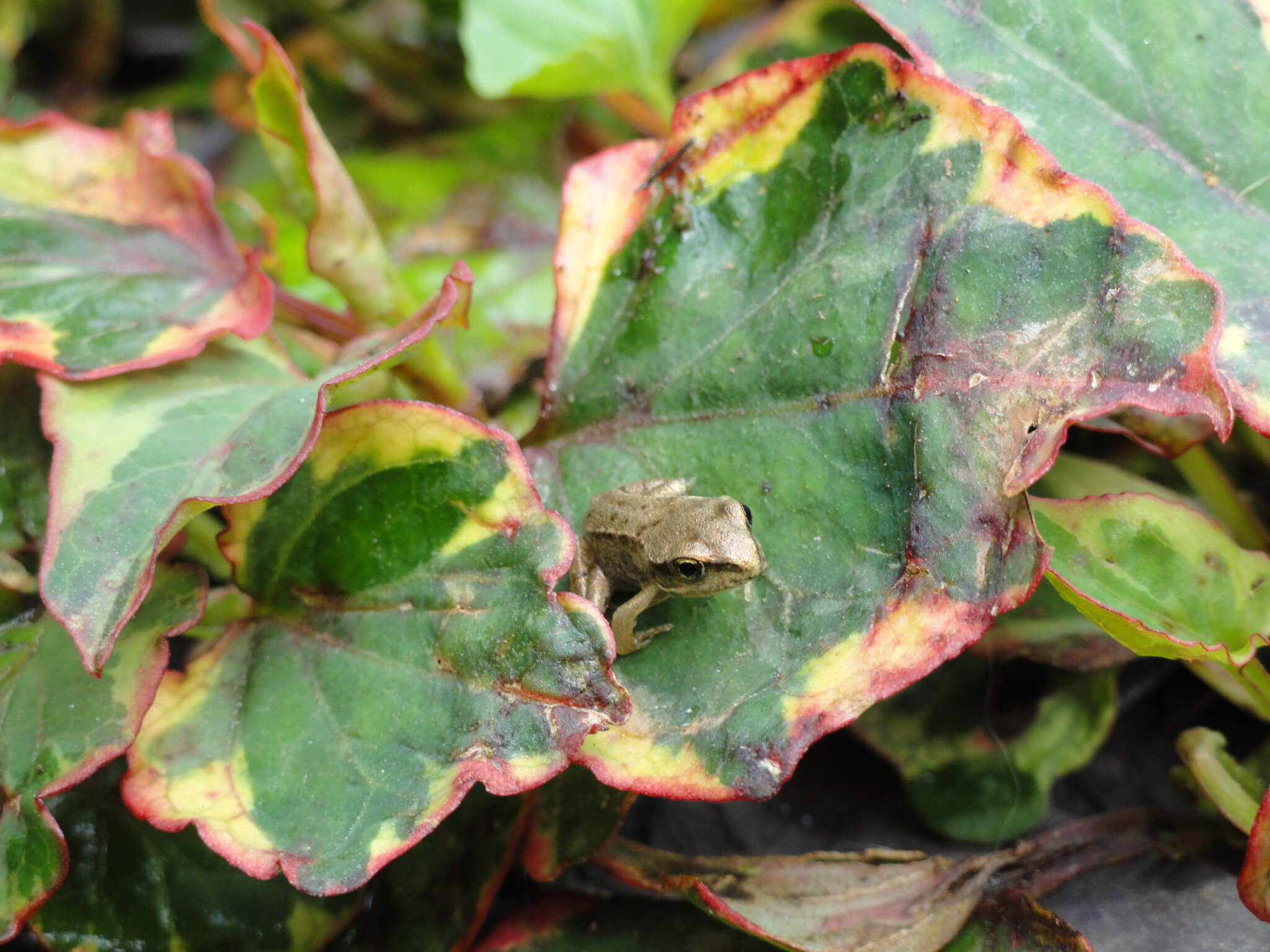 Tiny little frog on leaf