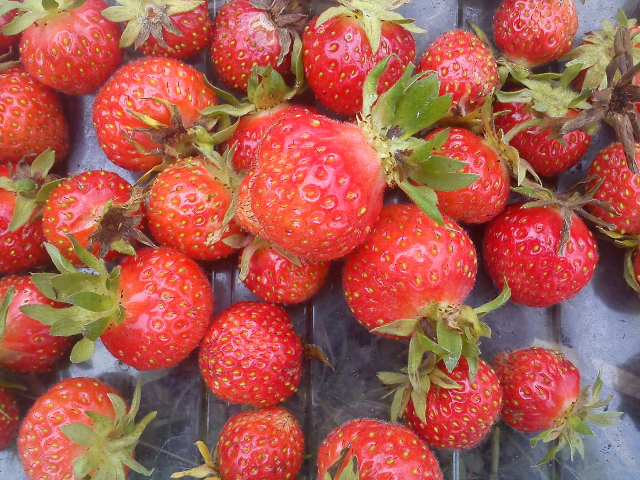 Craig's strawberry harvest