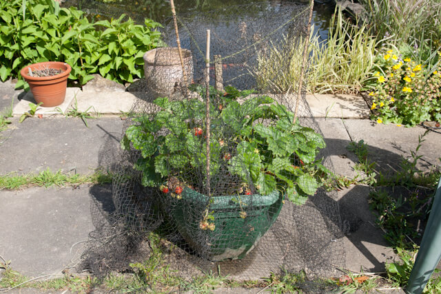 Netted up strawberry plants