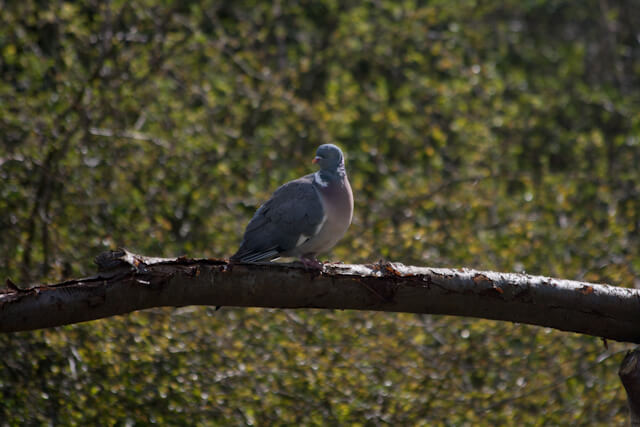 A wood pigeon in the garden
