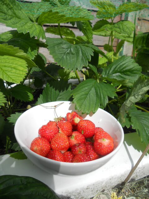 Delicious homegrown strawberries