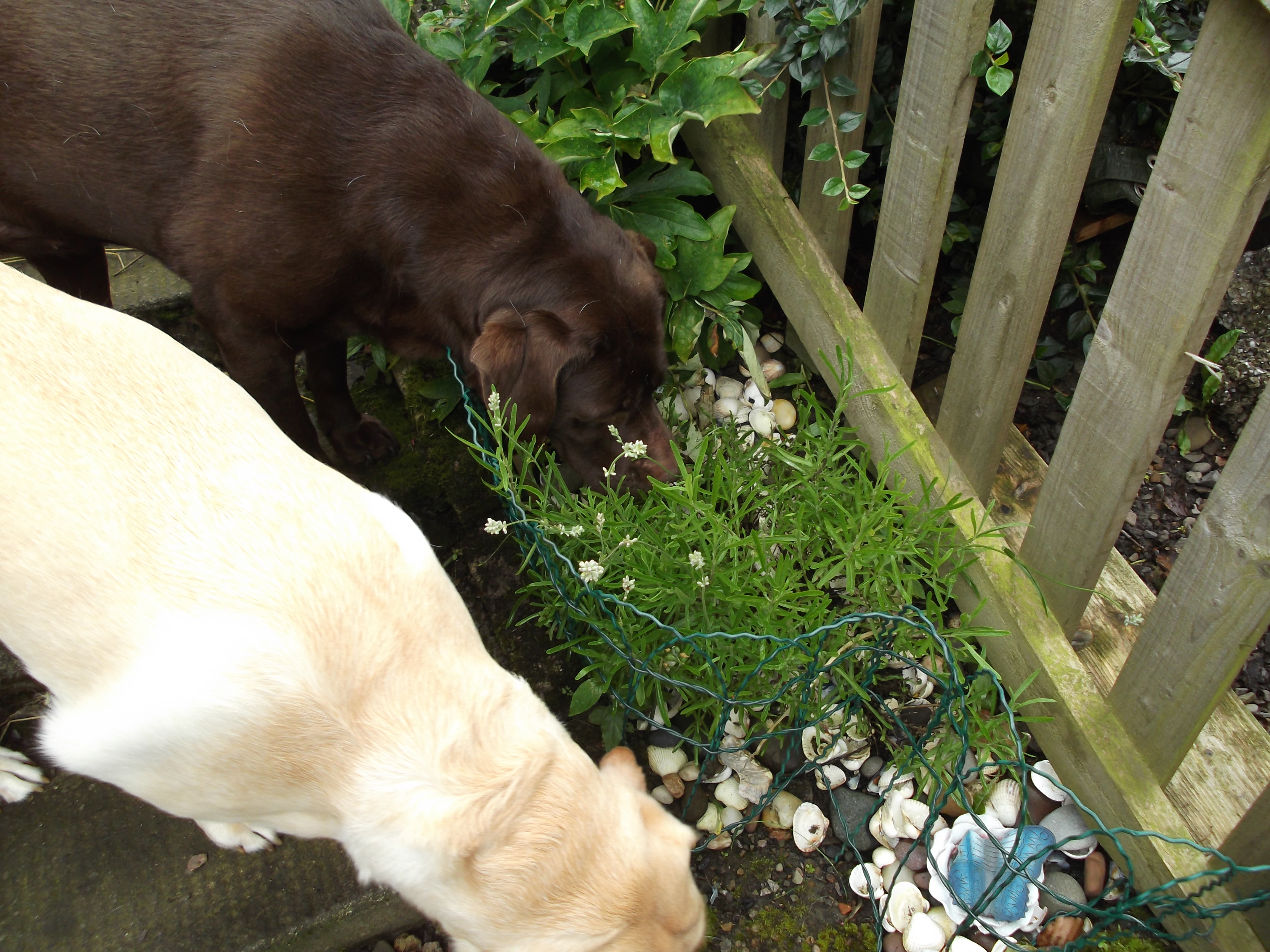 Chocolate and Yellow Labrador smelling the lavender plants
