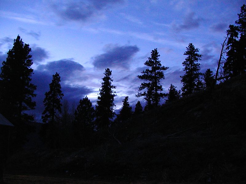Trees against the night sky