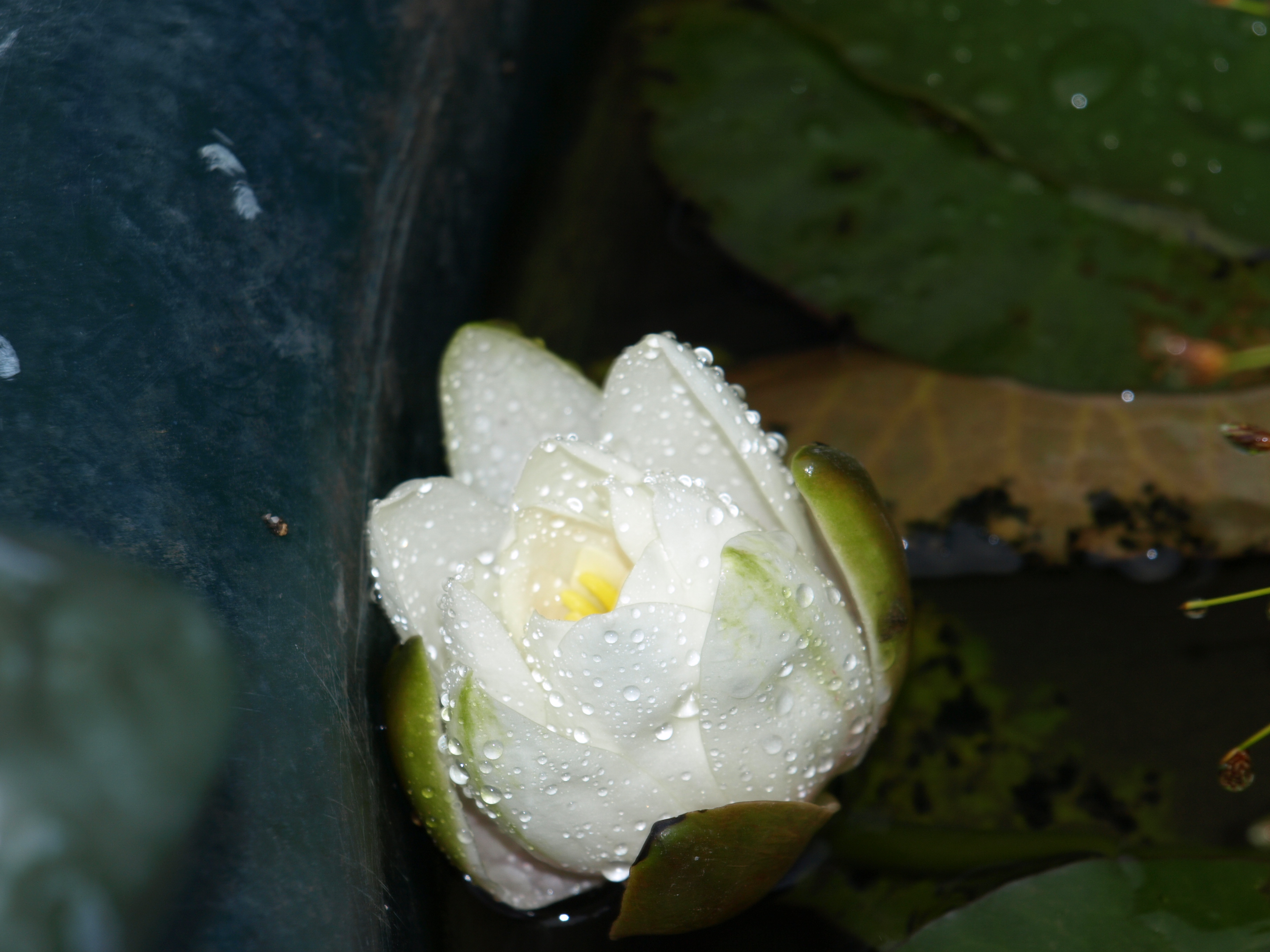 Water Lily just opening