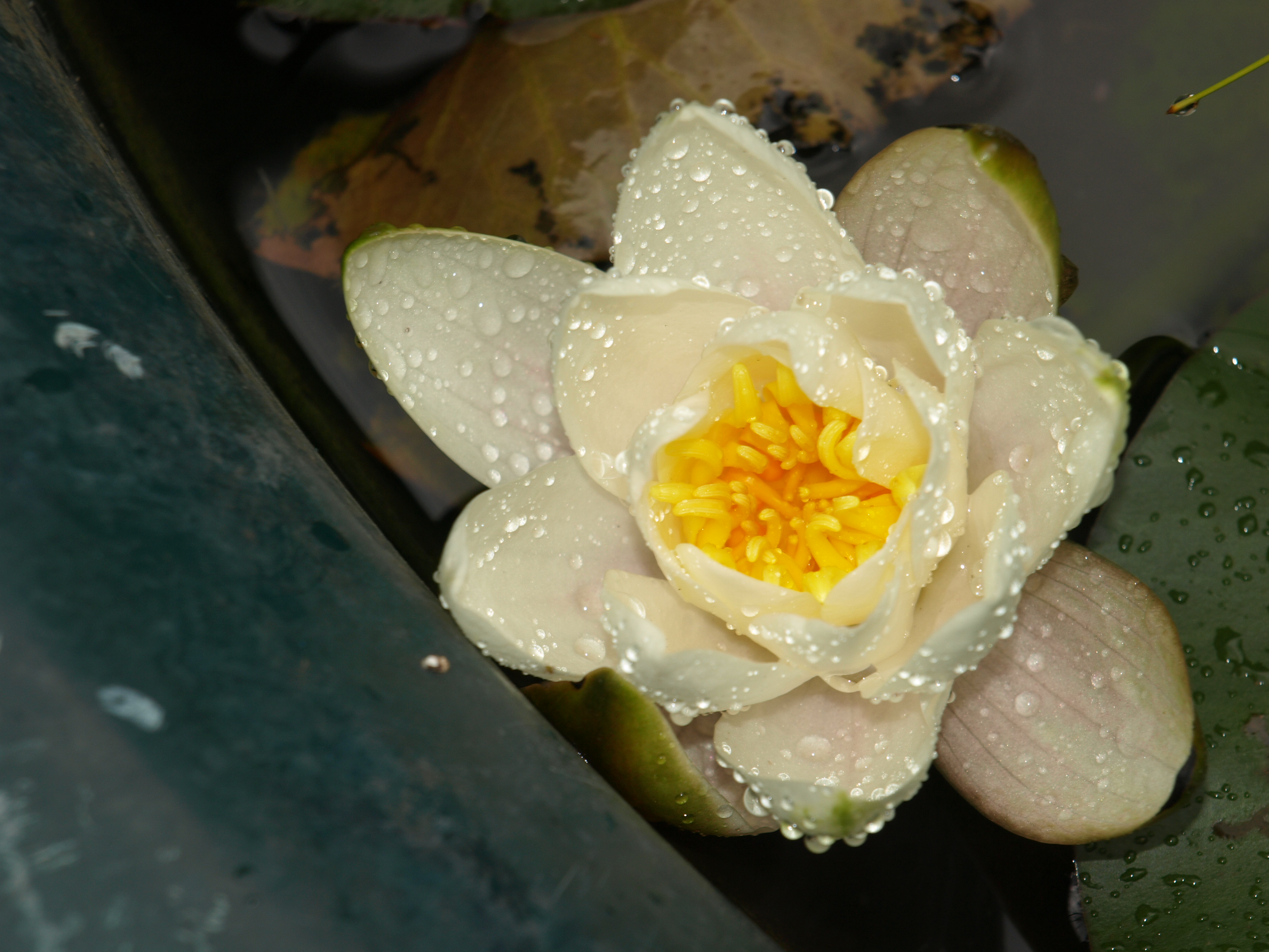 Water Lily in Pond