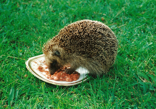 Hedgehog Eating food in the garden