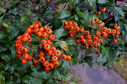 Pyracantha plant provides tasty berries for garden wildlife