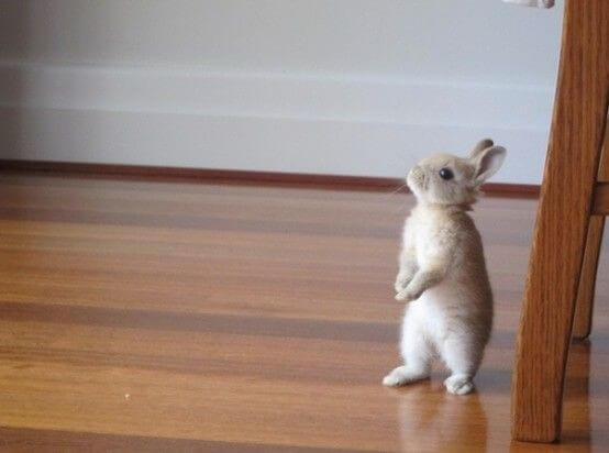 What is this bunnny rabbit thinking