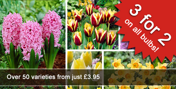 3 for 2 on spring bulbs from Primrose