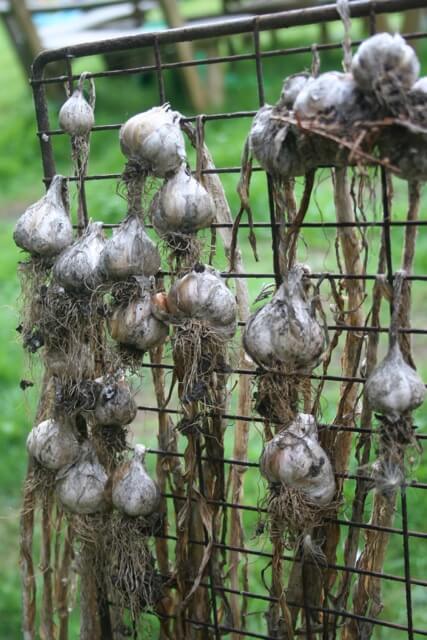 The garlic we grew - not so much, is drying, and we should be planting fresh soon.