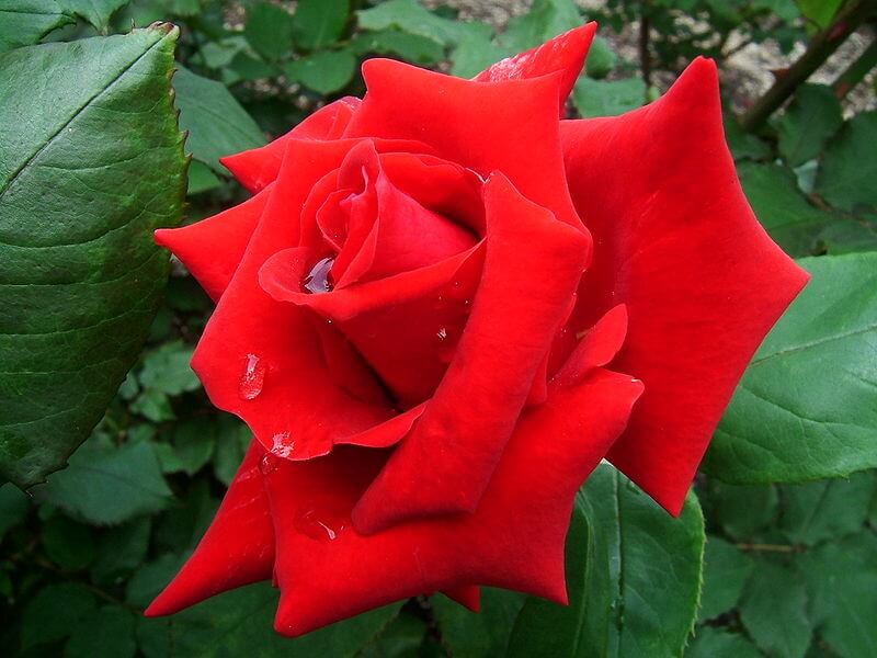 Large-sized, deep red Hybrid Tea rose
