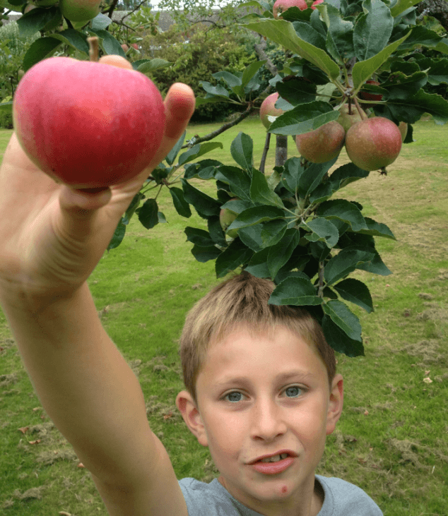A successful apple harvest!