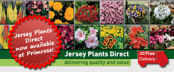 Jersey Plants at Primrose