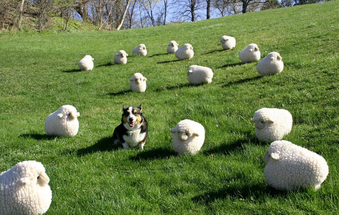 A dog amongst sheep
