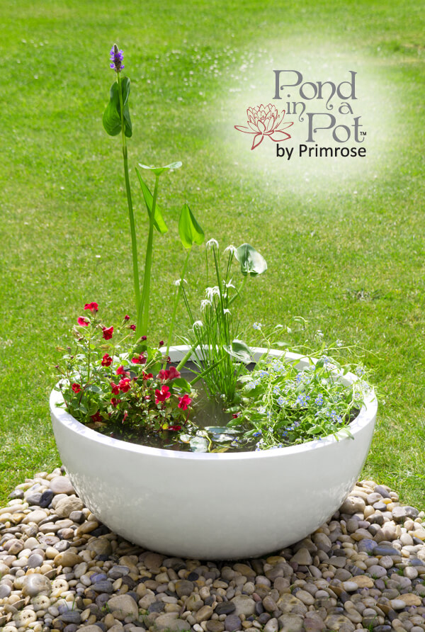 Primrose™ Pond in a Pot