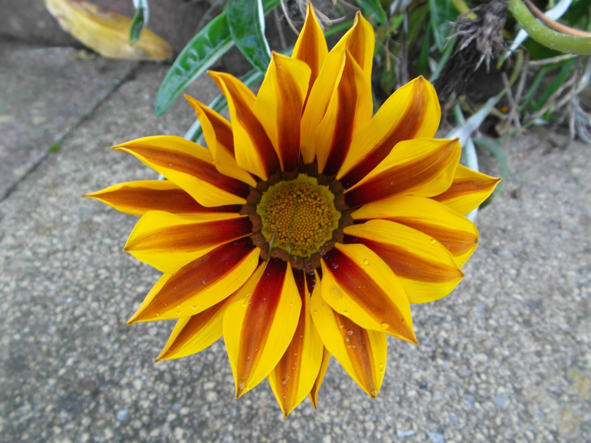 This beautiful Gazania is growing blooming marvelously in Summer Gardens