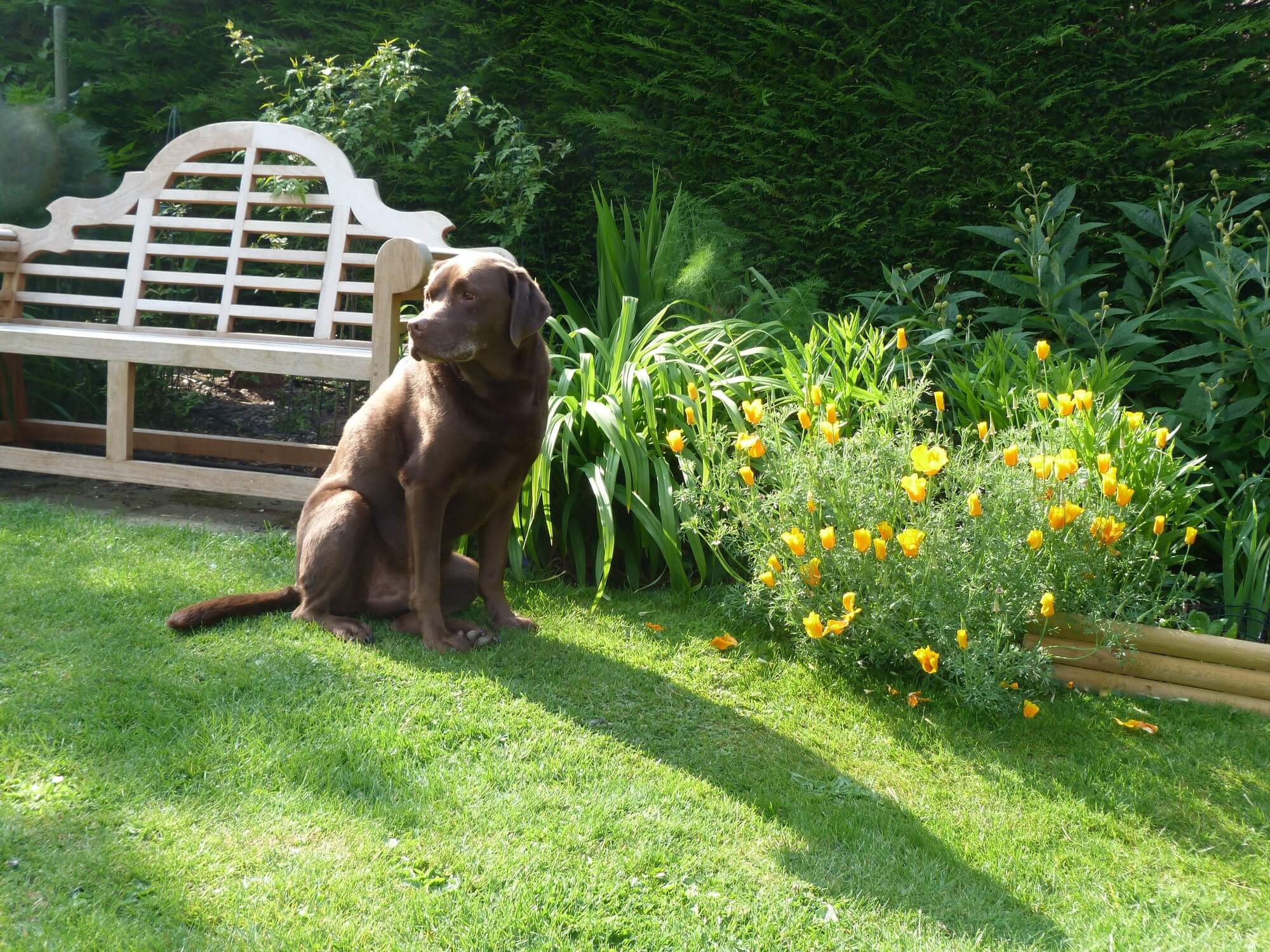 Boz in his Garden enjoying the summer sun.