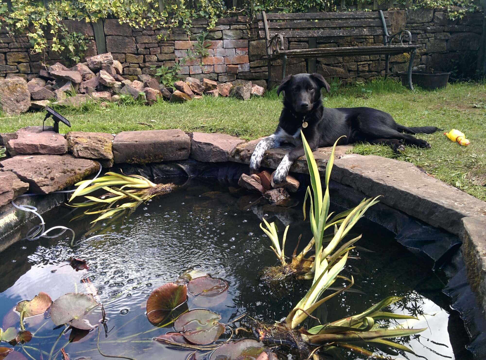 Alf posing by his new pond in Church Road's Garden.