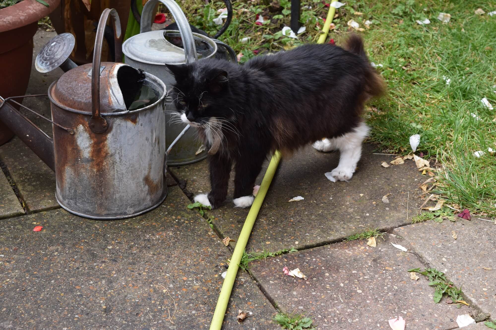 Missy enjoys a drink from Kinloch's Watering-can. 