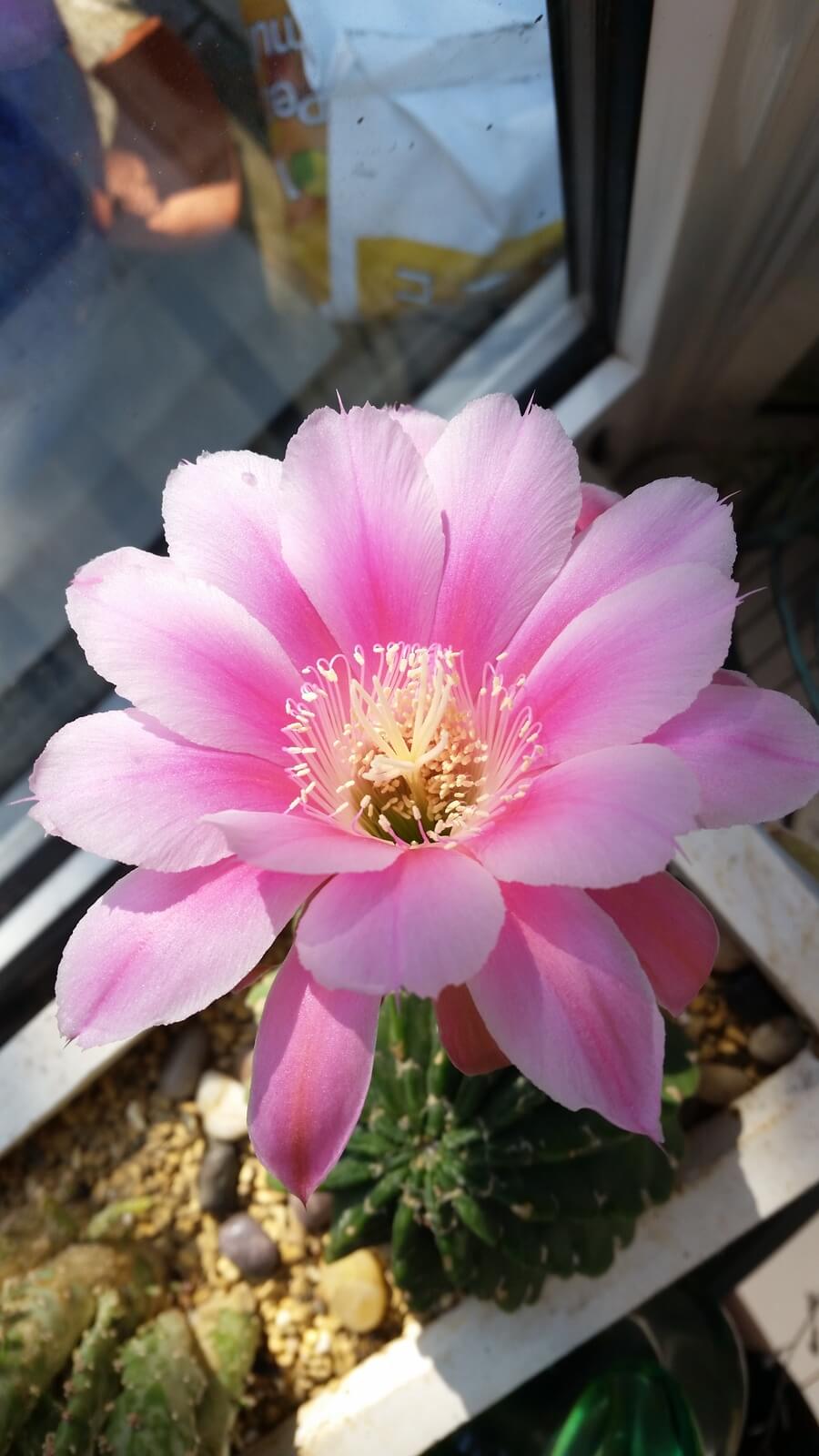 Nancy's Garden said that this Cacli only bloomed for one day - we are very happy that she caught it on camera. 