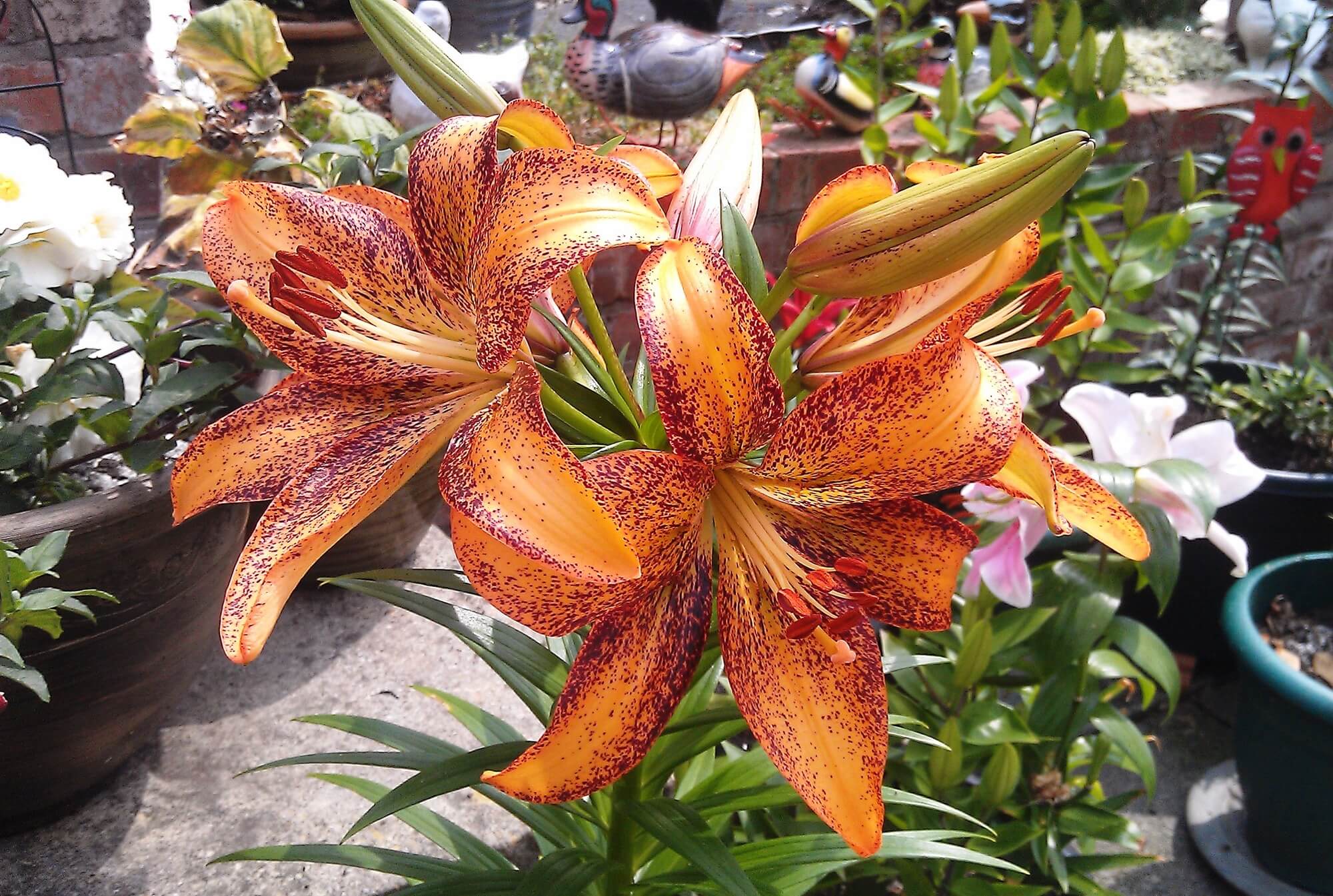 We love the unusual colouring of these Lilies in Potty's Garden.