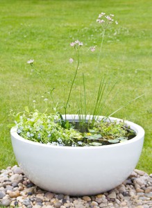 Pond in a Pot
